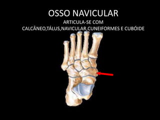 OSSO NAVICULAR
ARTICULA-SE COM
CALCÂNEO,TÁLUS,NAVICULAR,CUNEIFORMES E CUBÓIDE
 