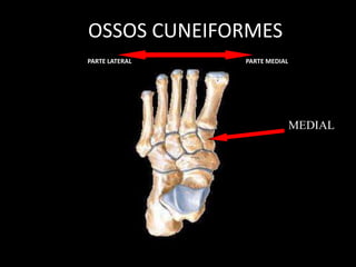 OSSOS CUNEIFORMES
PARTE LATERAL PARTE MEDIAL
MEDIAL
 