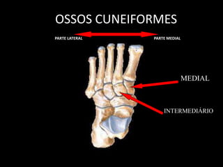 OSSOS CUNEIFORMES
PARTE LATERAL PARTE MEDIAL
MEDIAL
INTERMEDIÁRIO
 