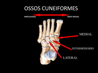 OSSOS CUNEIFORMES
PARTELATERAL PARTE MEDIAL
MEDIAL
INTERMEDIÁRIO
LATERAL
 