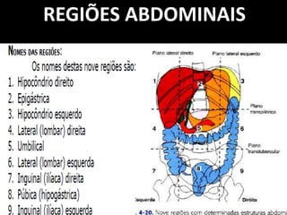 REGIÕES ABDOMINAIS
 