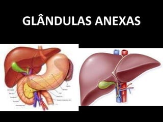 GLÂNDULAS ANEXAS
 