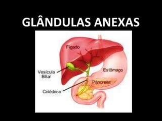 GLÂNDULAS ANEXAS
 