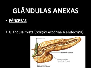 GLÂNDULAS ANEXAS
• PÂNCREAS
• Glândula mista (porção exócrina e endócrina)
 