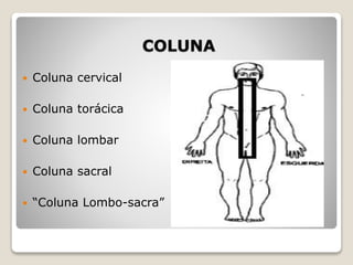 COLUNA
 Coluna cervical
 Coluna torácica
 Coluna lombar
 Coluna sacral
 “Coluna Lombo-sacra”
 