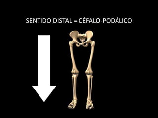 SENTIDO DISTAL = CÉFALO-PODÁLICO
 