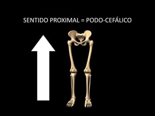 SENTIDO PROXIMAL = PODO-CEFÁLICO
 