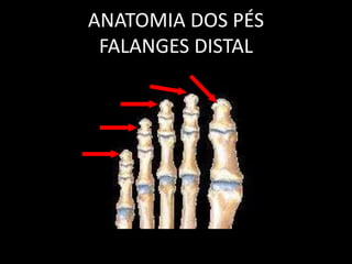 ANATOMIA DOS PÉS
FALANGES DISTAL
 