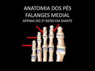 ANATOMIA DOS PÉS
FALANGES MEDIAL
APENAS DO 2º DEDO EM DIANTE
 