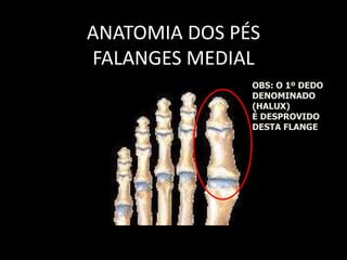 ANATOMIA DOS PÉS
FALANGES MEDIAL
OBS: O 1º DEDO
DENOMINADO
(HALUX)
É DESPROVIDO
DESTA FLANGE
 