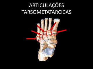 ARTICULAÇÕES
TARSOMETATARCICAS
 