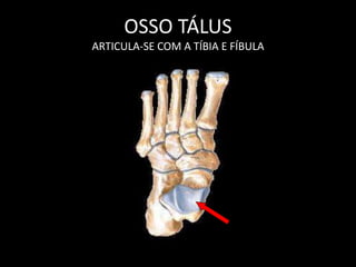 OSSO TÁLUS
ARTICULA-SE COM A TÍBIA E FÍBULA
 
