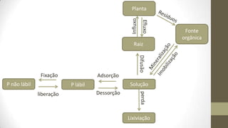 Planta




                                                 Influxo
                                                              Efluxo
                                                                        Fonte
                                                                       orgânica
                                                   Raiz




                                                           Difusão
               Fixação              Adsorção
P não lábil               P lábil                Solução
                                    Dessorção




                                                            perda
              liberação



                                                Lixiviação
 