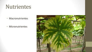 Nutrientes
• Macronutrientes

• Micronutrientes
 