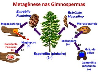 Metagênese nas Gimnospermas
Esporófito (pinheiro)
(2n)
Estróbilo
Feminino
Estróbilo
Masculino
Megasporângio Microsporângio
Micrósporo
(n)
Megásporo
(n)
Grão de
pólen
Gametófito
masculino
(n)
Gametófito
Feminino
(n)
R!R!
E!
E!
 