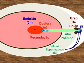 Fecundação
E!
Tubo
Polínico
Embrião
(2n)
Grão
De
Pólen
Oosfera
(n)
Células
Espermáticas
(n)
 