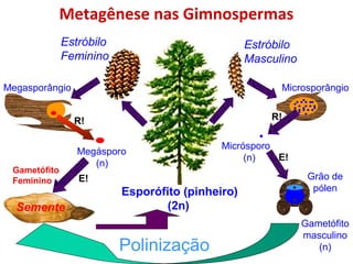 Metagênese nas Gimnospermas
Esporófito (pinheiro)
(2n)
Estróbilo
Feminino
Estróbilo
Masculino
Megasporângio Microsporângio
Micrósporo
(n)
Megásporo
(n)
Grão de
pólen
Gametófito
masculino
(n)Polinização
Semente
Gametófito
Feminino
R! R!
E!
E!
 