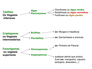 Talófitas
Ou Vegetais
inferiores
Criptógamas
ou Vegetais
intermediários
Fanerógamas
ou vegetais
superiores
Algas
Pluricelulares
Briófitas
Pteridófitas
Gimnospermas
Angiospermas
Clorofíceas ou algas verdes
Rodofíceas ou algas vermelhas
Feofíceas ou algas pardas
ex: Musgos e hepáticas
ex: Samambaias e avencas
ex: Pinheiro do Paraná
qualquer planta que produz
fruto (ex: mangueira, cajueiro,
laranjeira, abacateiro...)
 