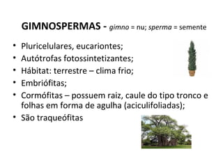 GIMNOSPERMAS - gimno = nu; sperma = semente
• Pluricelulares, eucariontes;
• Autótrofas fotossintetizantes;
• Hábitat: terrestre – clima frio;
• Embriófitas;
• Cormófitas – possuem raiz, caule do tipo tronco e
folhas em forma de agulha (aciculifoliadas);
• São traqueófitas
 