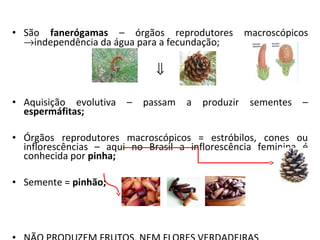 • São fanerógamas – órgãos reprodutores macroscópicos
→independência da água para a fecundação;
⇓
• Aquisição evolutiva – passam a produzir sementes –
espermáfitas;
• Órgãos reprodutores macroscópicos = estróbilos, cones ou
inflorescências – aqui no Brasil a inflorescência feminina é
conhecida por pinha;
• Semente = pinhão;
 