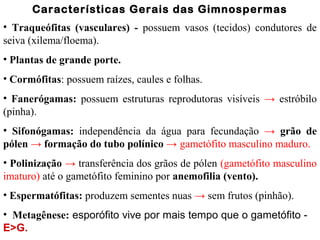 Características Gerais das Gimnospermas
• Traqueófitas (vasculares) - possuem vasos (tecidos) condutores de
seiva (xilema/floema).
• Plantas de grande porte.
• Cormófitas: possuem raízes, caules e folhas.
• Fanerógamas: possuem estruturas reprodutoras visíveis → estróbilo
(pinha).
• Sifonógamas: independência da água para fecundação → grão de
pólen → formação do tubo polínico → gametófito masculino maduro.
• Polinização → transferência dos grãos de pólen (gametófito masculino
imaturo) até o gametófito feminino por anemofilia (vento).
• Espermatófitas: produzem sementes nuas → sem frutos (pinhão).
• Metagênese: esporófito vive por mais tempo que o gametófito -
E>G.
 