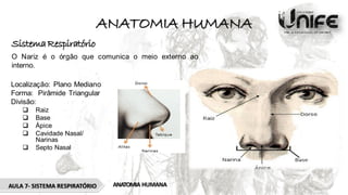 Aula 9 Sistema Respiratório Anatomia Humana Pdf