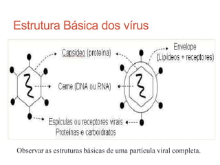 Estrutura Básica dos vírus
Observar as estruturas básicas de uma partícula viral completa.
 