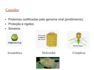 Capsídeo
 Proteínas codificadas pelo genoma viral (protômeros);
 Proteção e rigidez;
 Simetria:
Icosaédrica Helicoidal Complexa
 