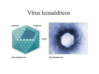 Vírus Icosaédricos
 