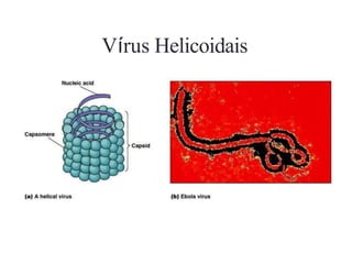 Vírus Helicoidais
 