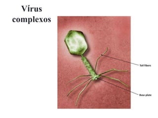 Vírus
complexos
 