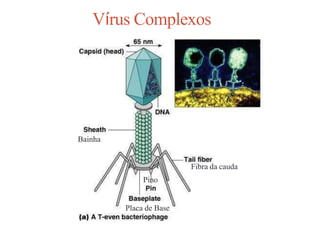 Vírus Complexos
Bainha
Fibra da cauda
Pino
Placa de Base
 