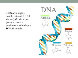 dsDNA(do inglês,
double - stranded DNA
viruses) são vírus que
possuem material
genético constituído por
DNA fita dupla
 