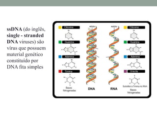 ssDNA (do inglês,
single - stranded
DNA viruses) são
vírus que possuem
material genético
constituído por
DNA fita simples
 