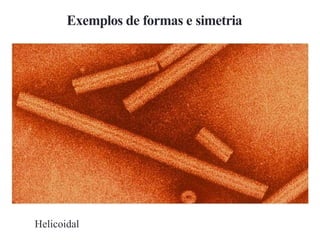Exemplos de formas e simetria
Helicoidal
 