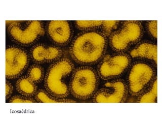 Icosaédrica
 