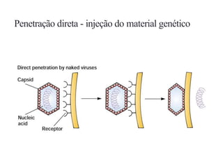Penetração direta - injeção do material genético
 
