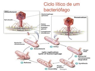 Ciclo lítico de um
bacteriófago
Anexo
Montagem
 