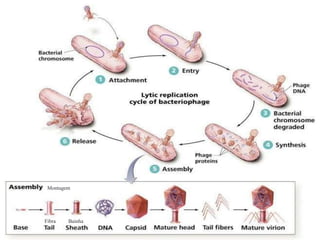 Montagem
Bainha
Fibra
 