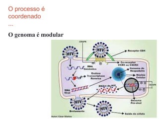 O processo é
coordenado
...
O genoma é modular
 