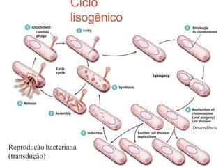 Ciclo
lisogênico
Descendência
Reprodução bacteriana
(transdução)
 