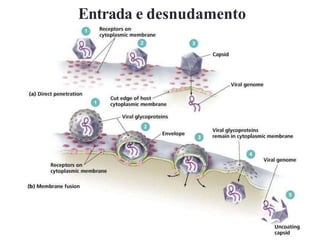 Entrada e desnudamento
 