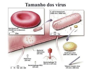 Tamanho dos vírus
 