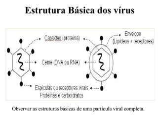 Características gerais dos vírus- Estrutura, ciclos | PDF