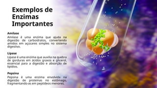 Exemplos de
Enzimas
Importantes
Amilase
Amilase é uma enzima que ajuda na
digestão de carboidratos, convertendo
amidos em açúcares simples no sistema
digestivo.
Lipase
Lipase é uma enzima que auxilia na quebra
de gorduras em ácidos graxos e glicerol,
essencial para a digestão e absorção de
lipídios.
Pepsina
Pepsina é uma enzima envolvida na
digestão de proteínas no estômago,
fragmentando-as em peptídeos menores.
 