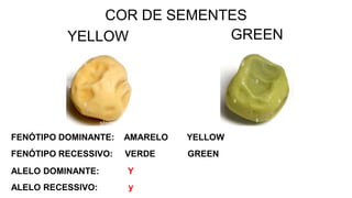 COR DE SEMENTES
GREEN
YELLOW
FENÓTIPO DOMINANTE:
VERDE
FENÓTIPO RECESSIVO:
AMARELO YELLOW
GREEN
ALELO DOMINANTE:
ALELO RECESSIVO:
Y
y
 