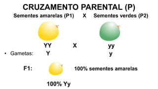 CRUZAMENTO PARENTAL (P)
YY X yy
Y y
• Gametas:
F1: 100% sementes amarelas
100% Yy
Sementes amarelas (P1) X Sementes verdes (P2)
 