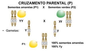 CRUZAMENTO PARENTAL (P)
YY X yy
Y y
• Gametas:
F1: 100% sementes amarelas
100% Yy
Sementes amarelas (P1) X Sementes verdes (P2)
 
