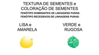 LISA e
AMARELA
VERDE e
RUGOSA
TEXTURA DE SEMENTES e
COLORAÇÃO DE SEMENTES
FENÓTIPO DOMINANTES DE LINHAGENS PURAS:
FENÓTIPO RECESSIVOS DE LINHAGENS PURAS:
 