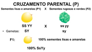 CRUZAMENTO PARENTAL (P)
SS
SY
• Gametas:
F1: 100% sementes lisas e amarelas
100% SsYy
Sementes lisas e amarelas (P1) X Sementes rugosas e verdes (P2)
YY ss yy
X
sy
 